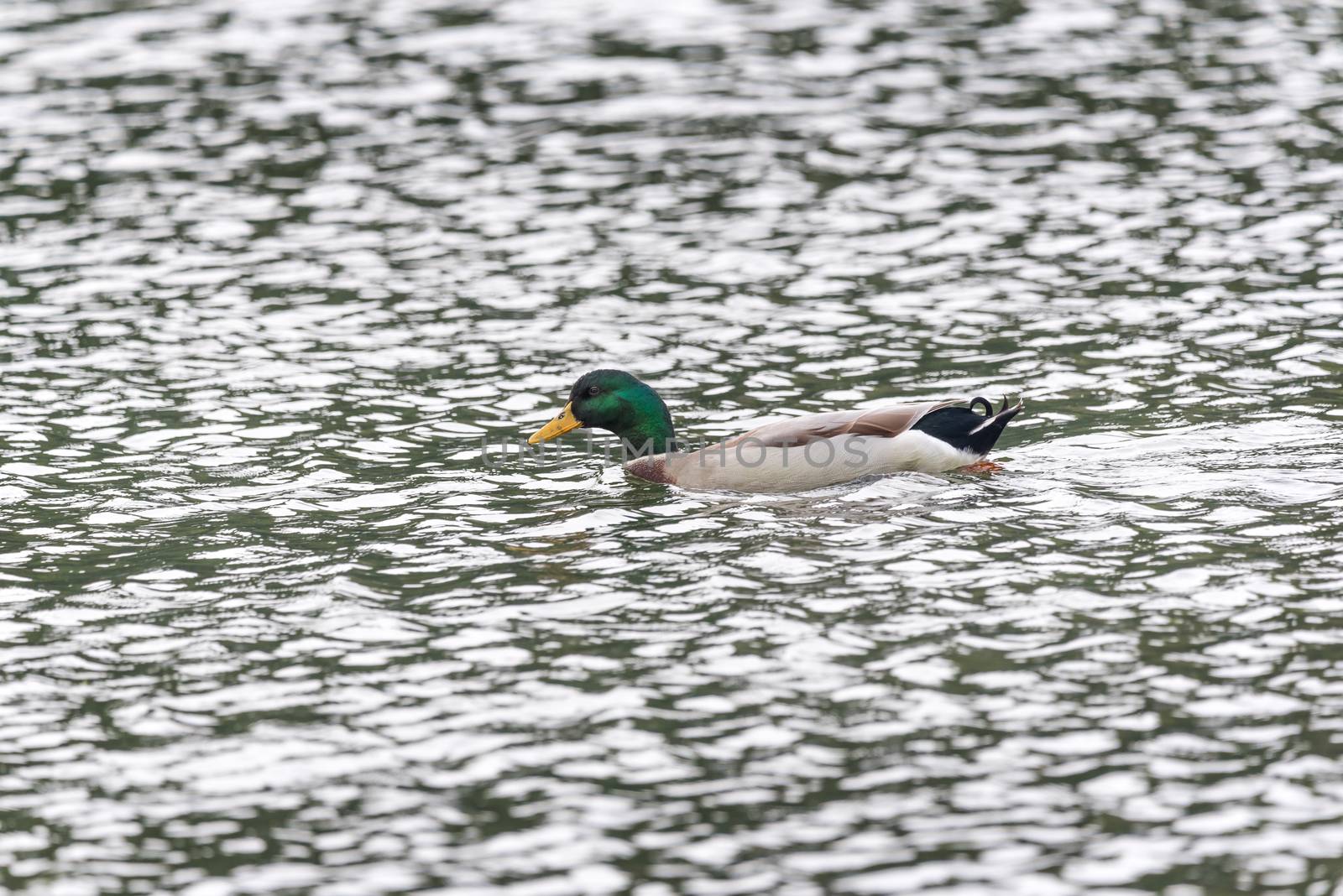 Mallard duck in a lake, Chengdu, China