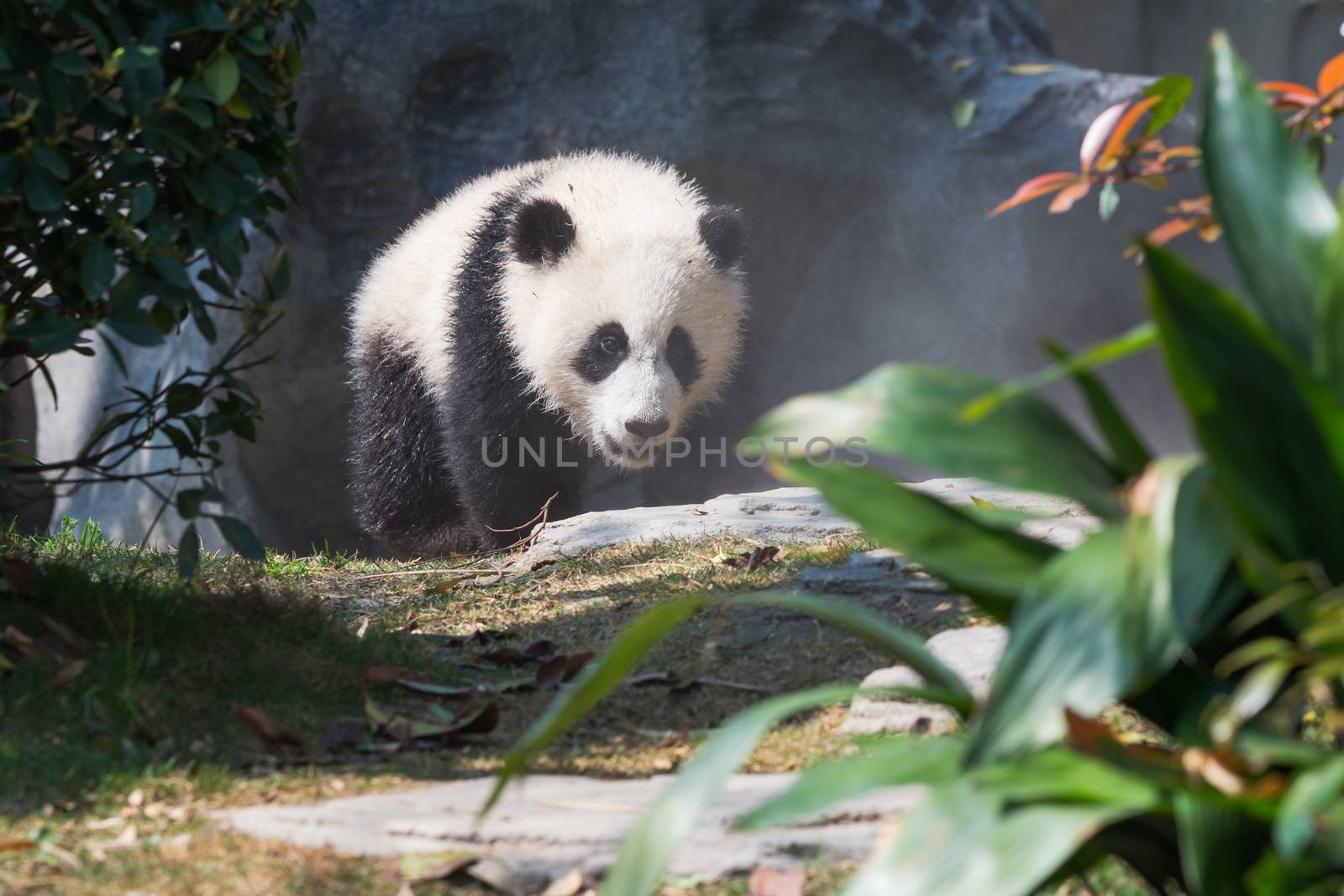 Panda cub walking in sunshine, Chengdu, China
