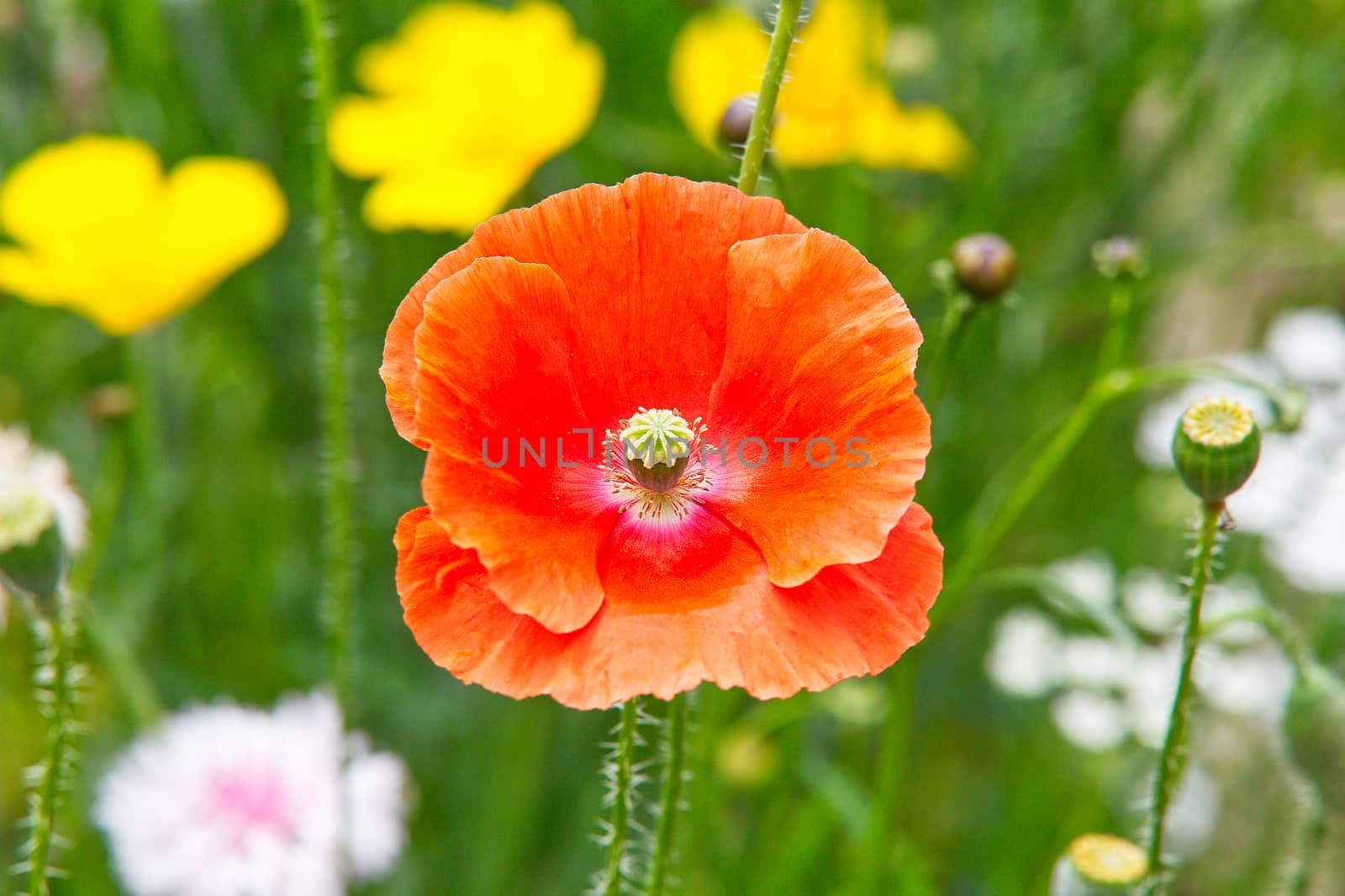 Red poppy a common wild garden plant used in remembrance days celebrations and is often called a corn poppy