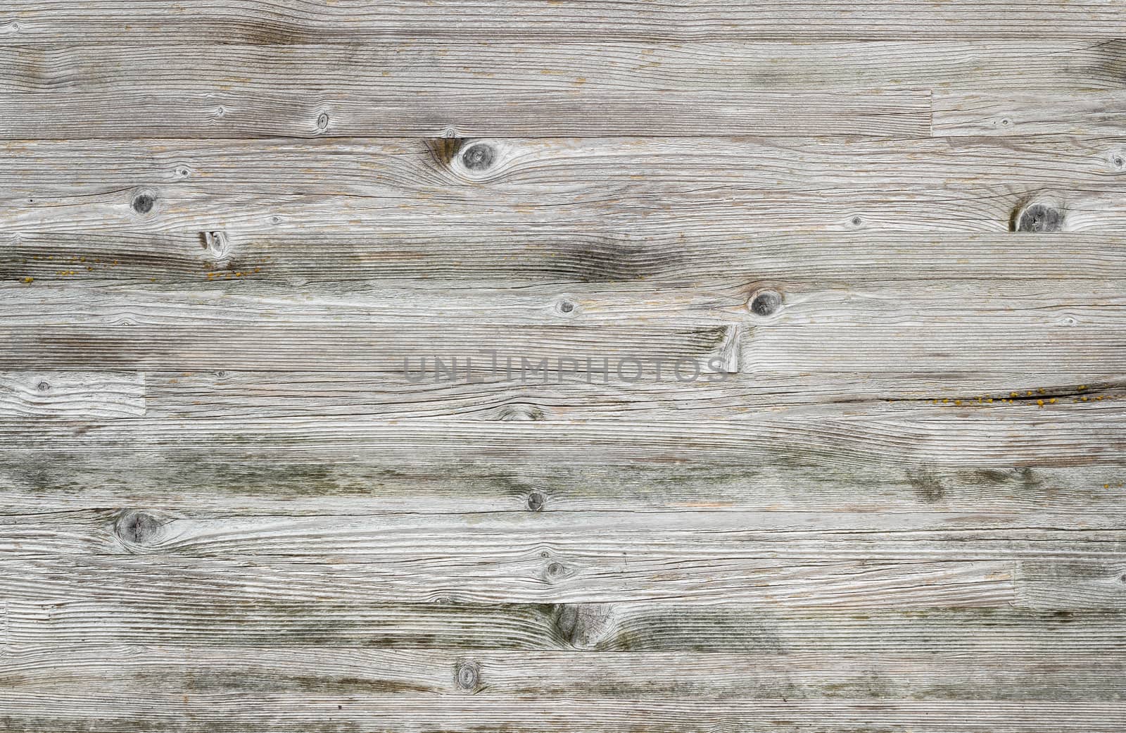 Close-up bright wood texture. High resolution picture of blank space for many uses.