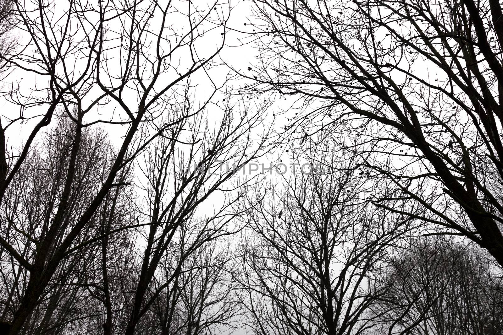 Bare tree branches on a pale white background