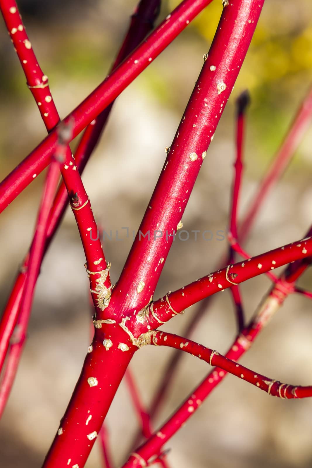 Cornus Alba 'Sibirica' shrub with crimson red  stems in winter and red leaves in autumn commonly known as Siberian dogwood