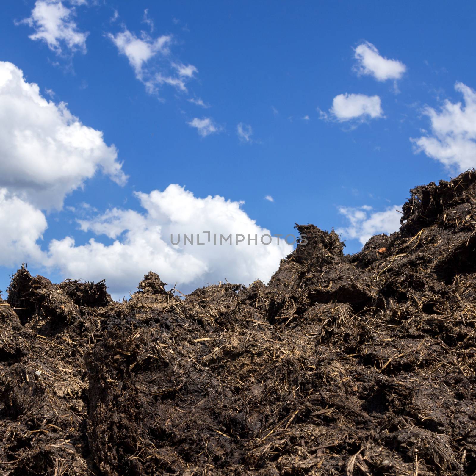 Manure which lies in the field to fertilize crops. Spring. Closeup.