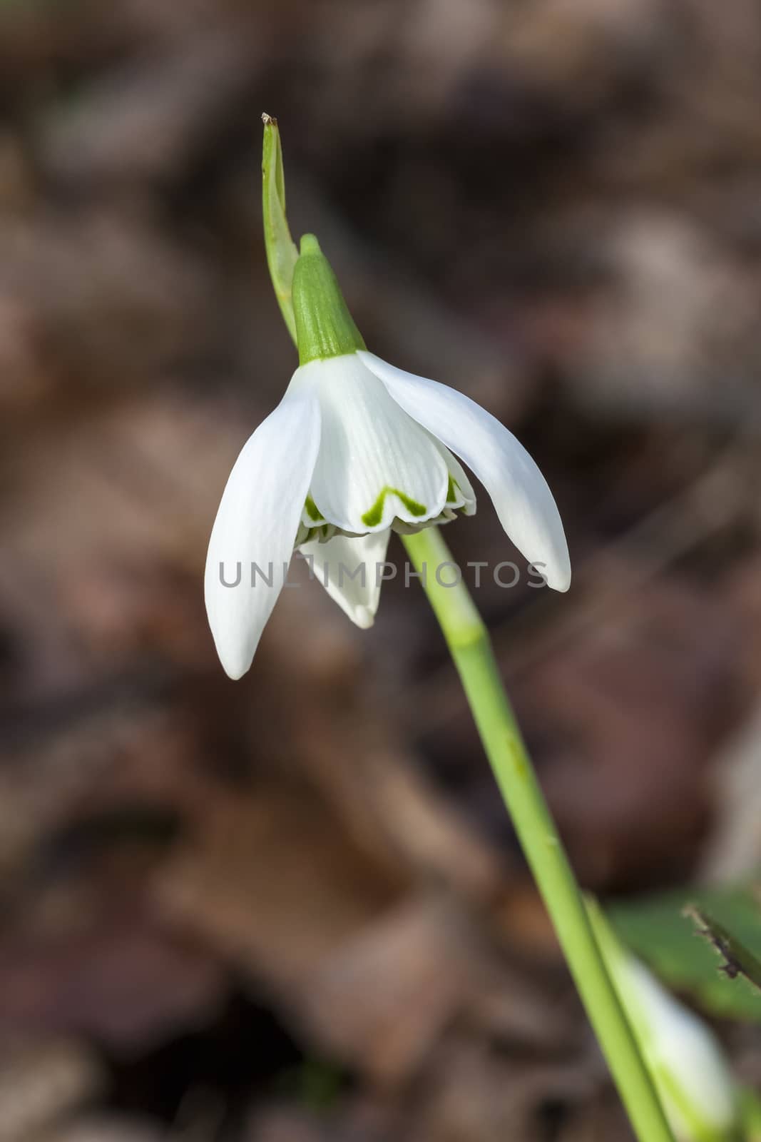 Snowdrop (Galanthus) 'Lady Beatrix Stanley'  by ant