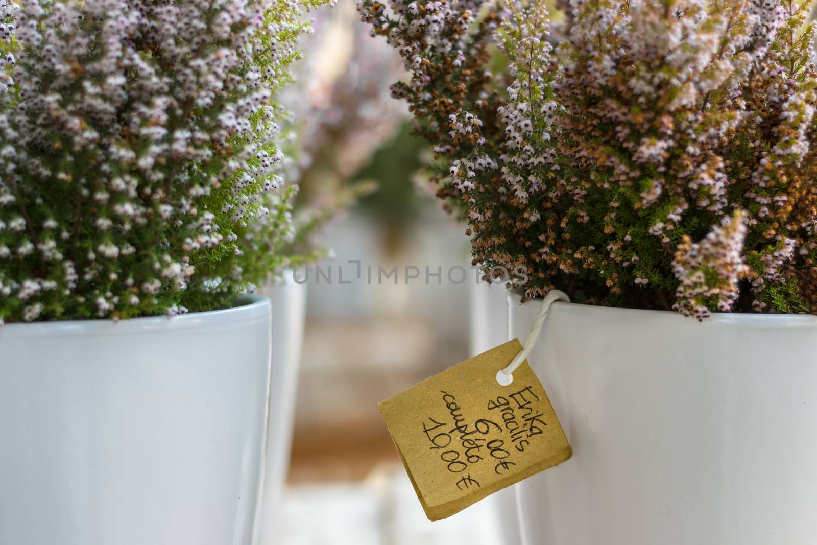 Pots with the planted bush of heather on a wooden table. Shallow DOF. Defocused blurry background.