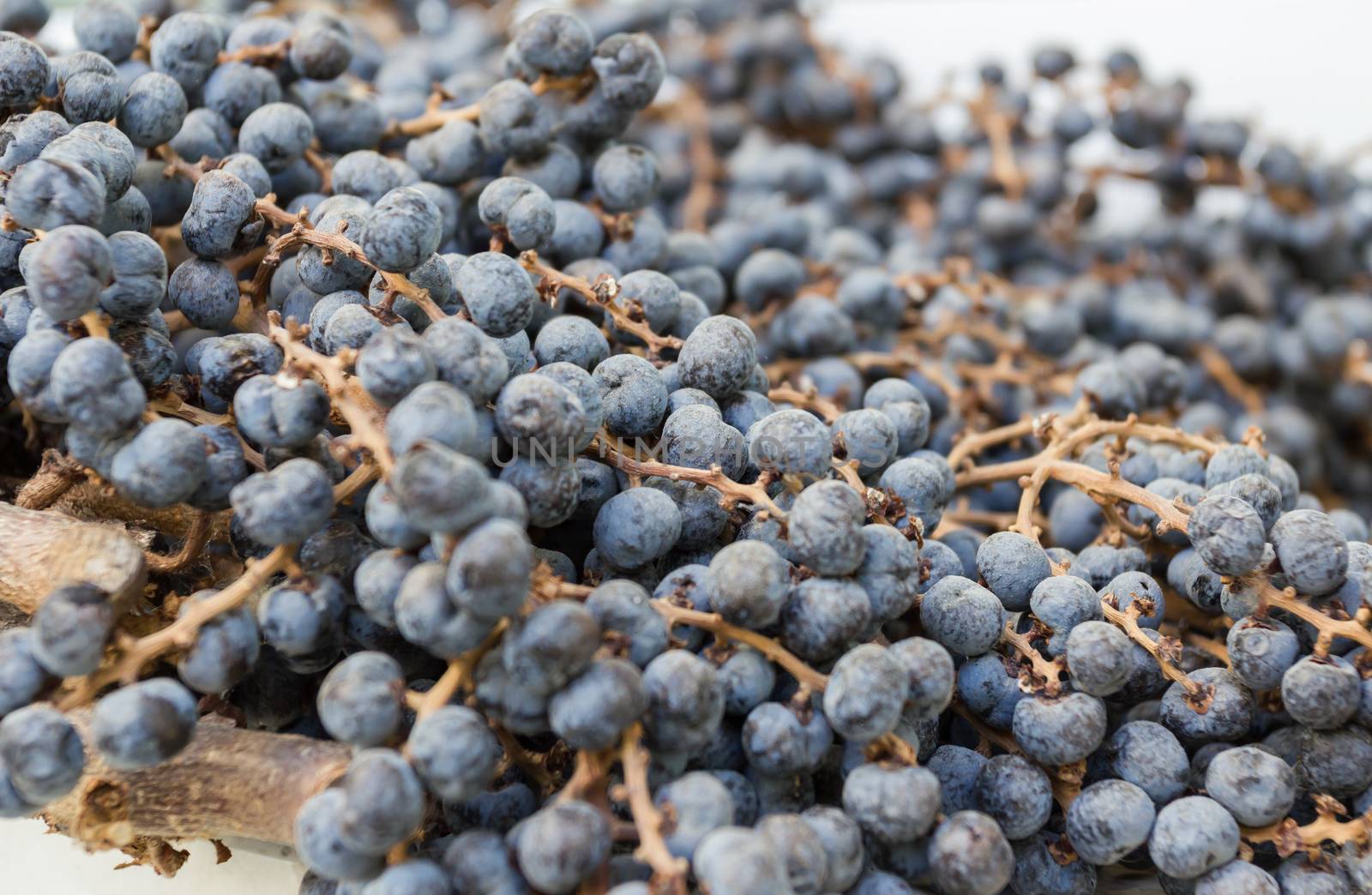 Extreme closeup of dry blueberries. Shallow depth of field.