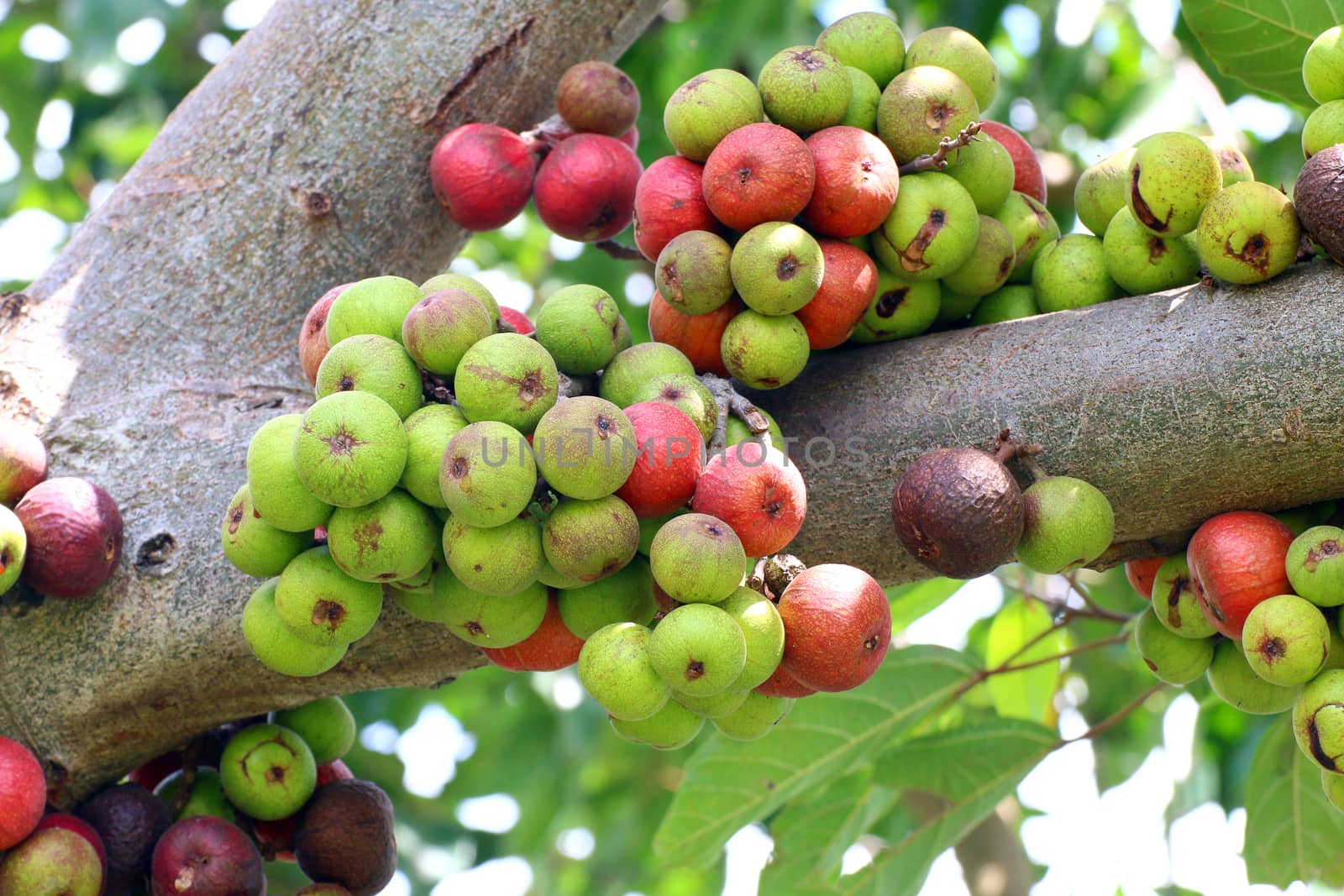 Fig fruit, Ficus Racemosa, Fig on tree nature, Fig Forest fruit, Fig red and green thai fruits by cgdeaw