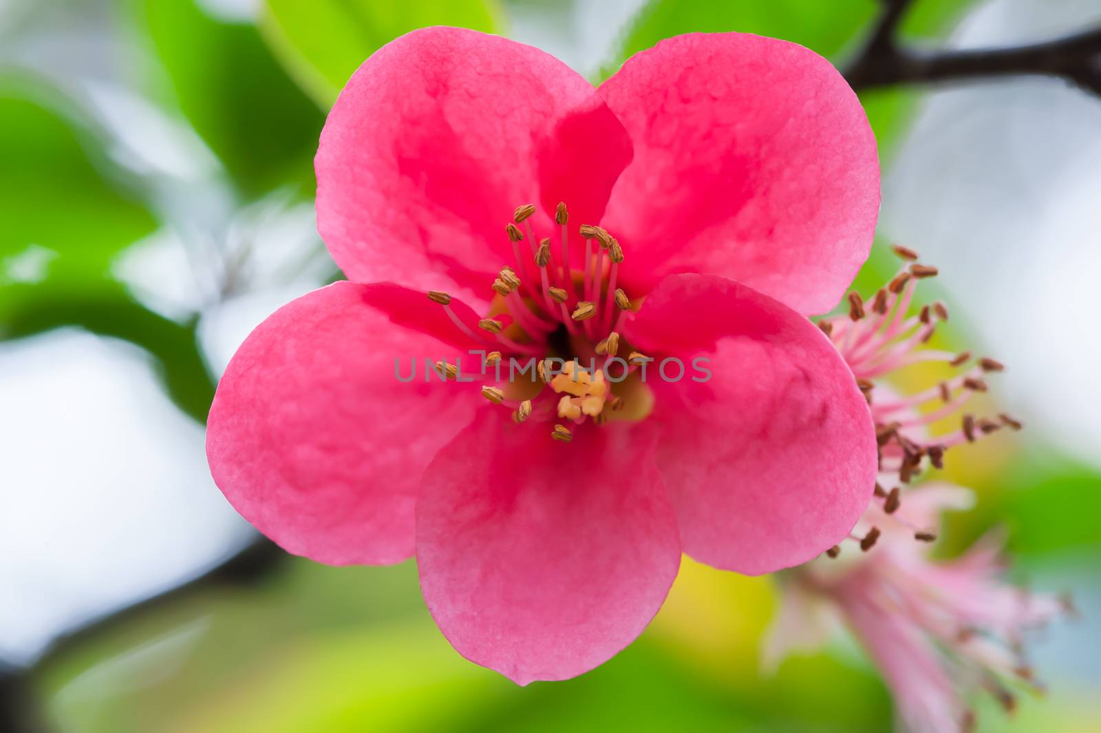 Red malus spectabilis flower also know as chinese crabapple in springtime, Chengdu, China