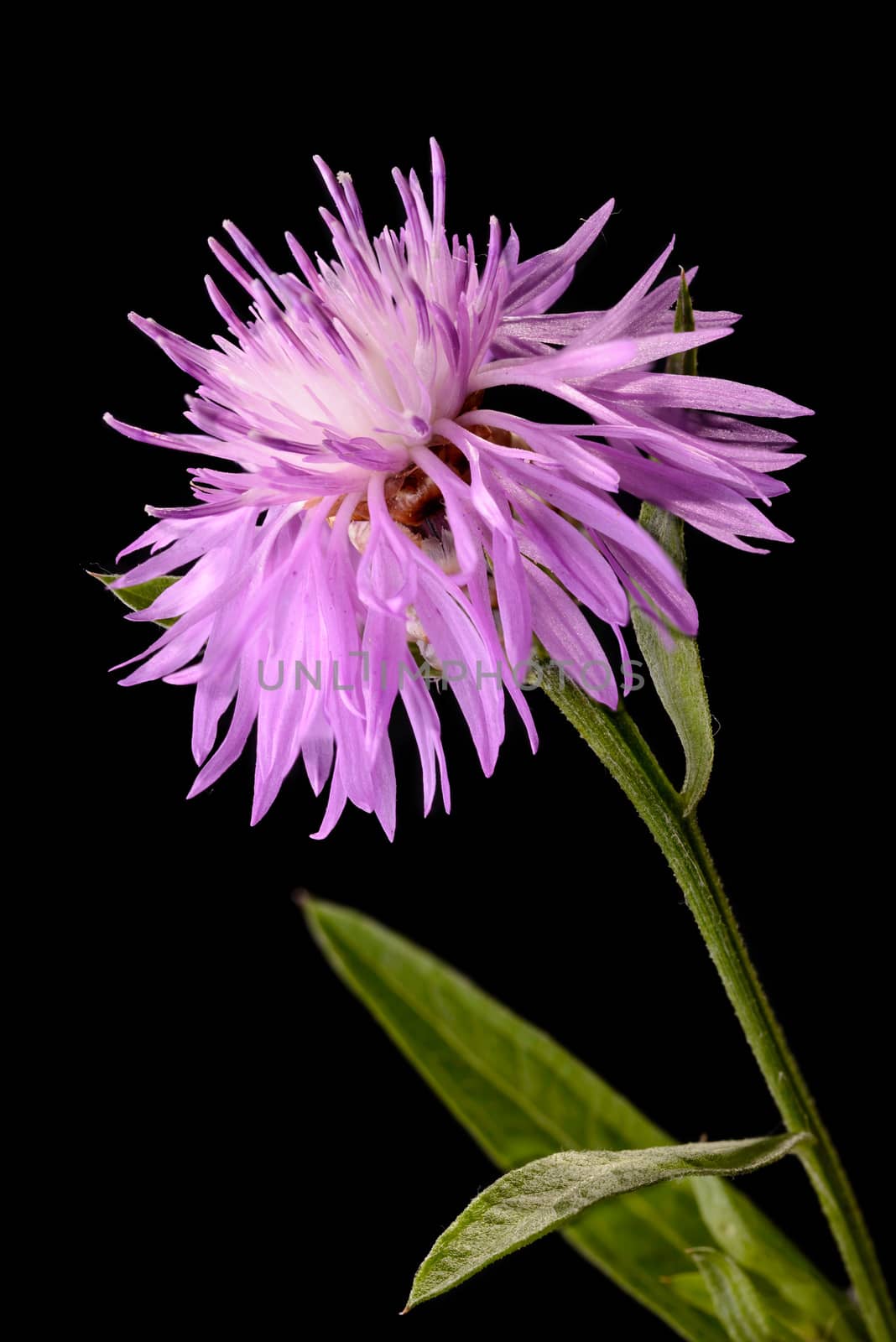 Macro of a brown knapweeds isolated on black background