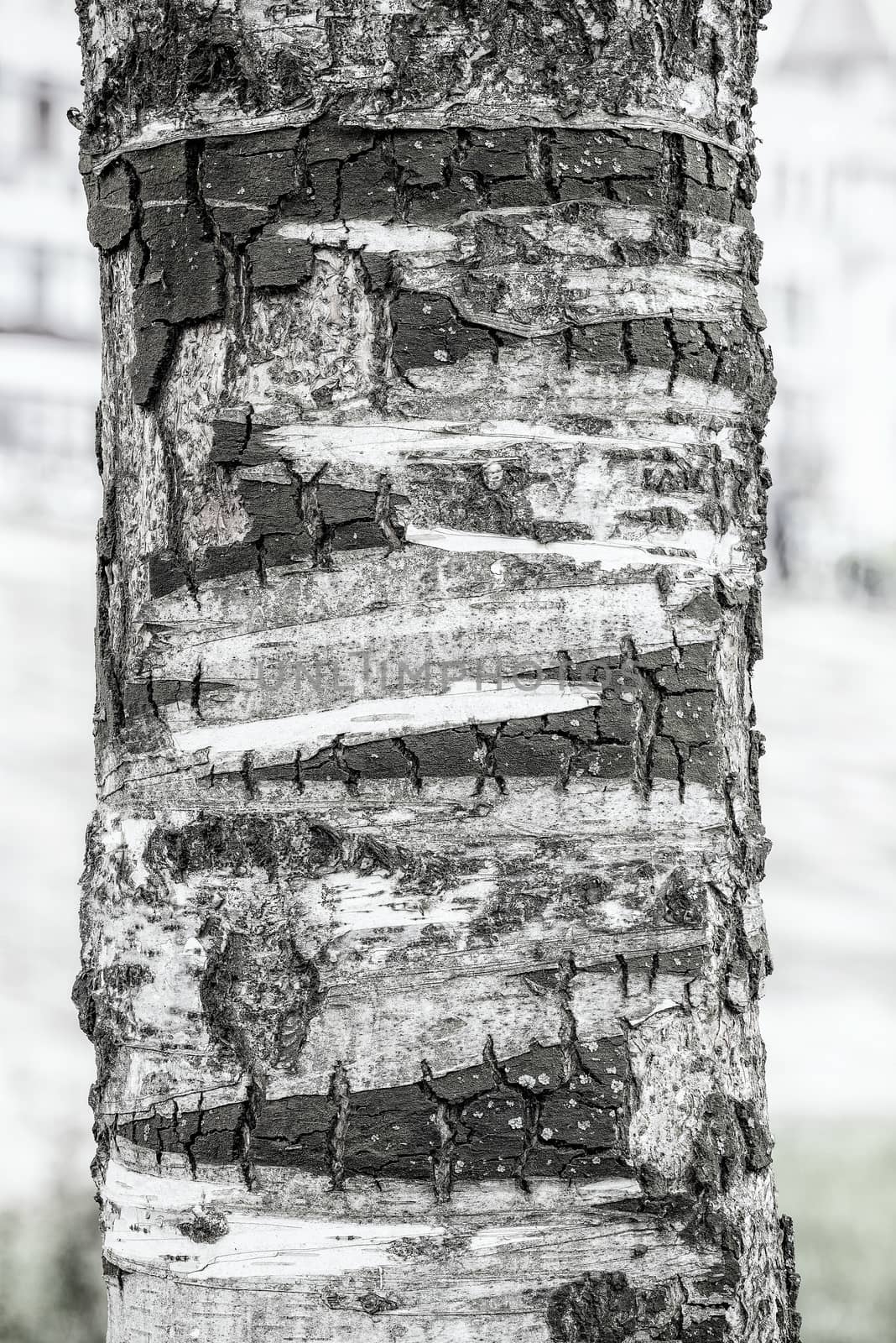 Closeup on a birch tree bark in the park