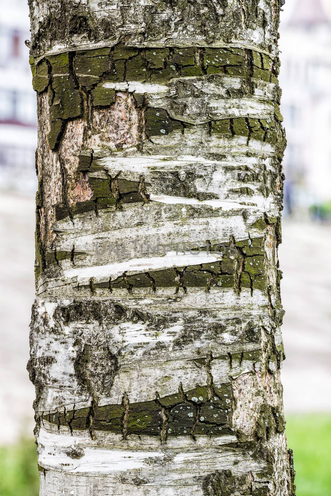 Closeup on a birch tree bark in the park