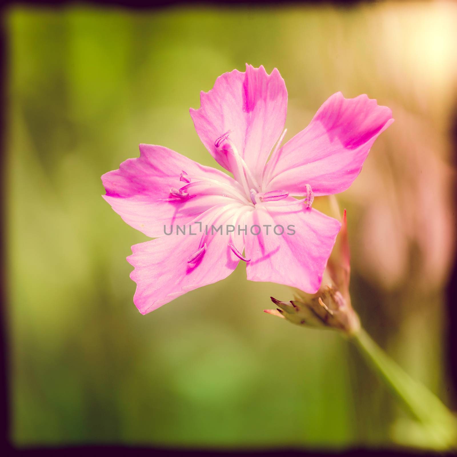 Deptford Pink or Dianthus Armeria in a green meadow under the warm spring sun, with instagram effect