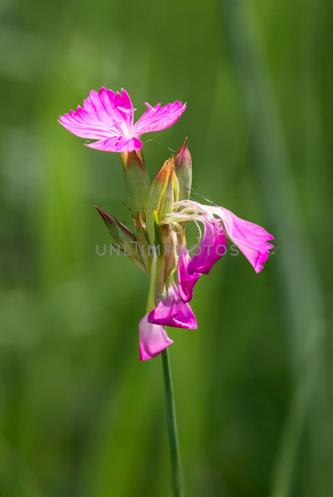 Deptford Pink or Dianthus Armeria in a green meadow under the warm spring sun