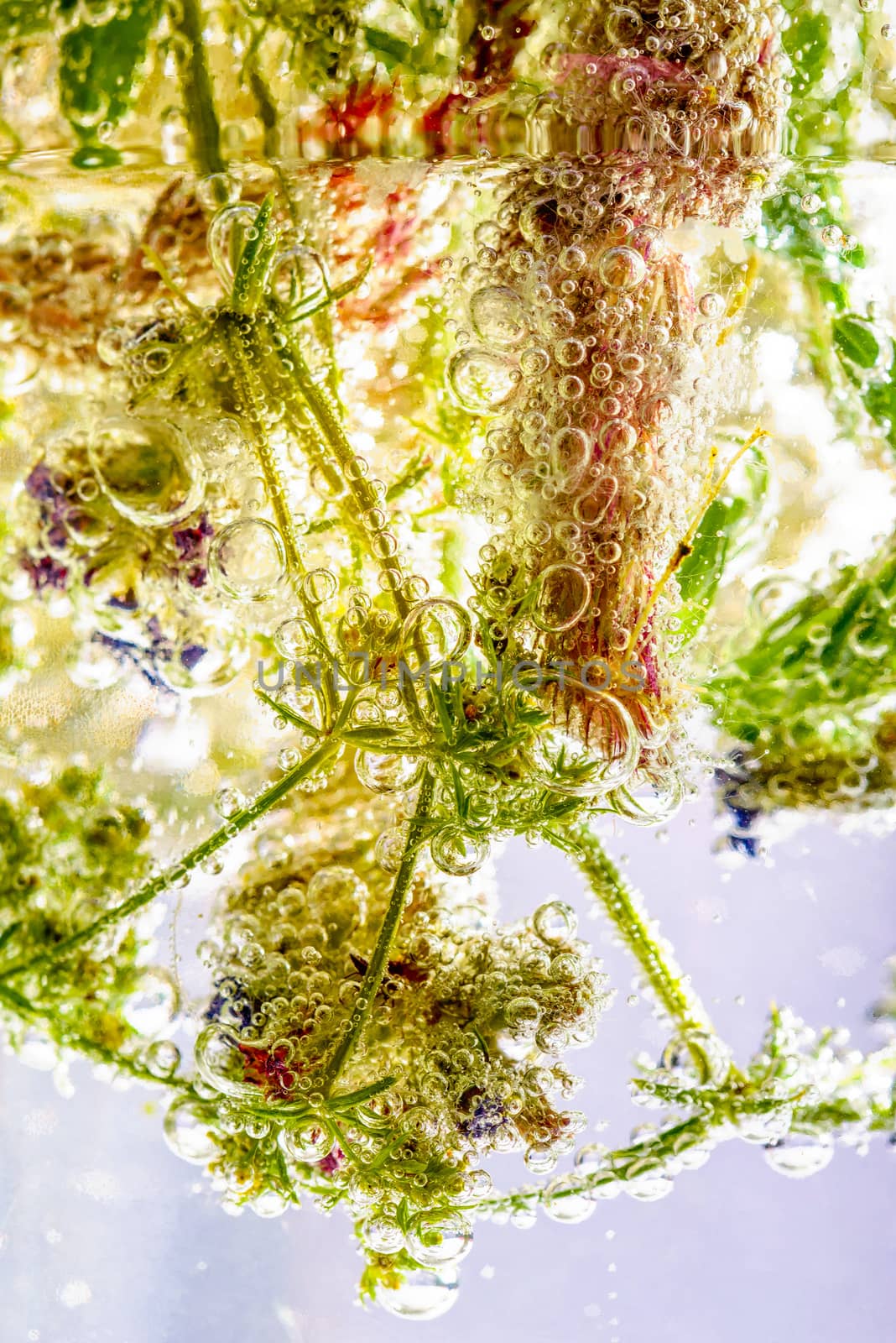 Various plants from the meadow, put in carbonated water with bubbles