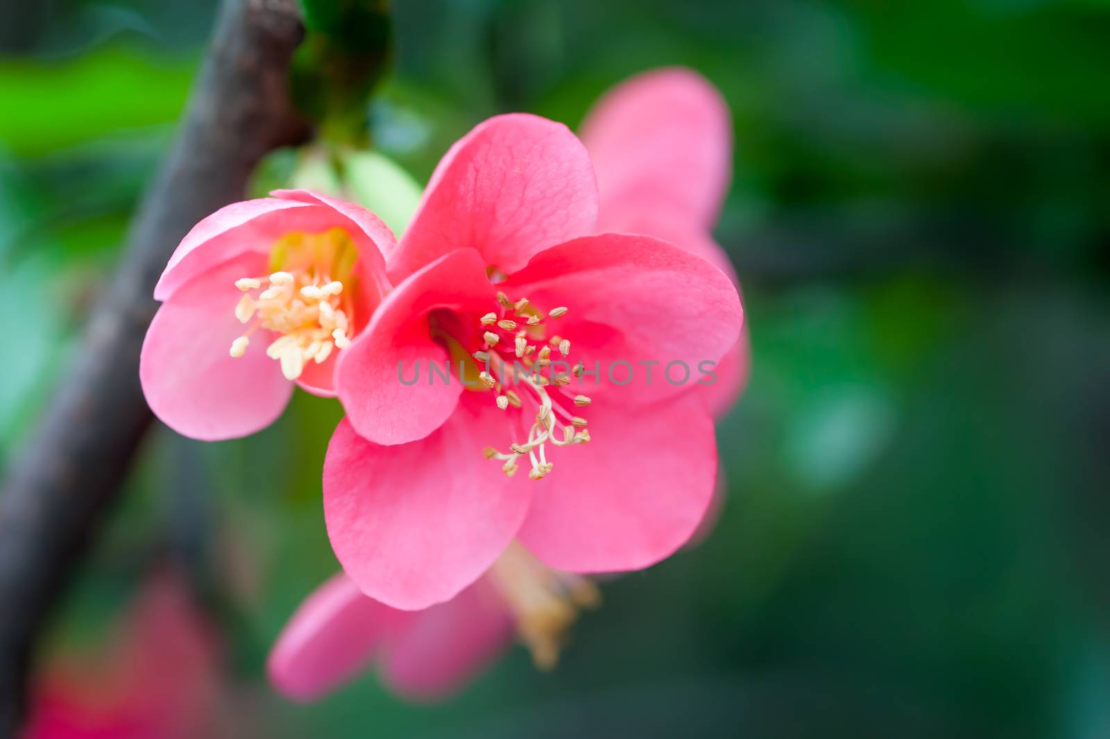 Red malus spectabilis flower also know as chinese crabapple in springtime, Chengdu, China