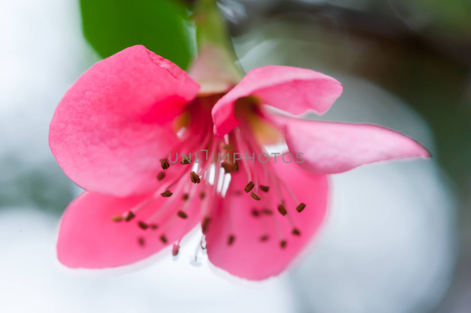 Red malus spectabilis flower also know as chinese crabapple in springtime, Chengdu, China