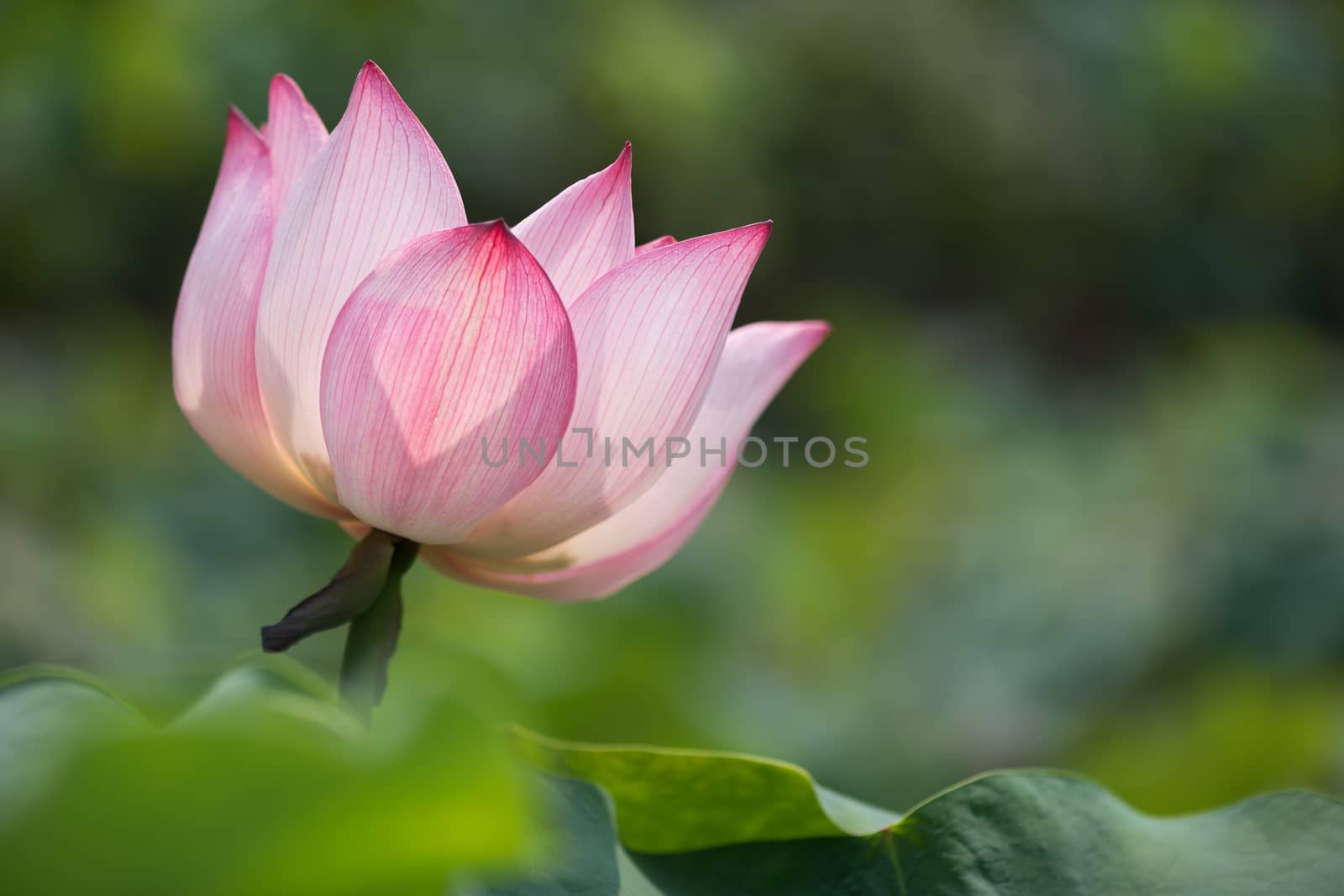 Lotus flower on a green background in China