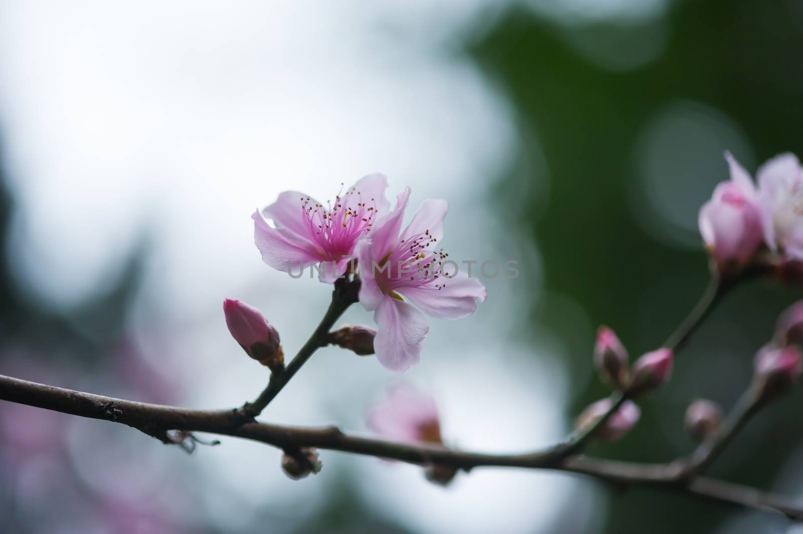 Pink malus spectabilis flower also know as chinese crabapple in springtime, Chengdu, China