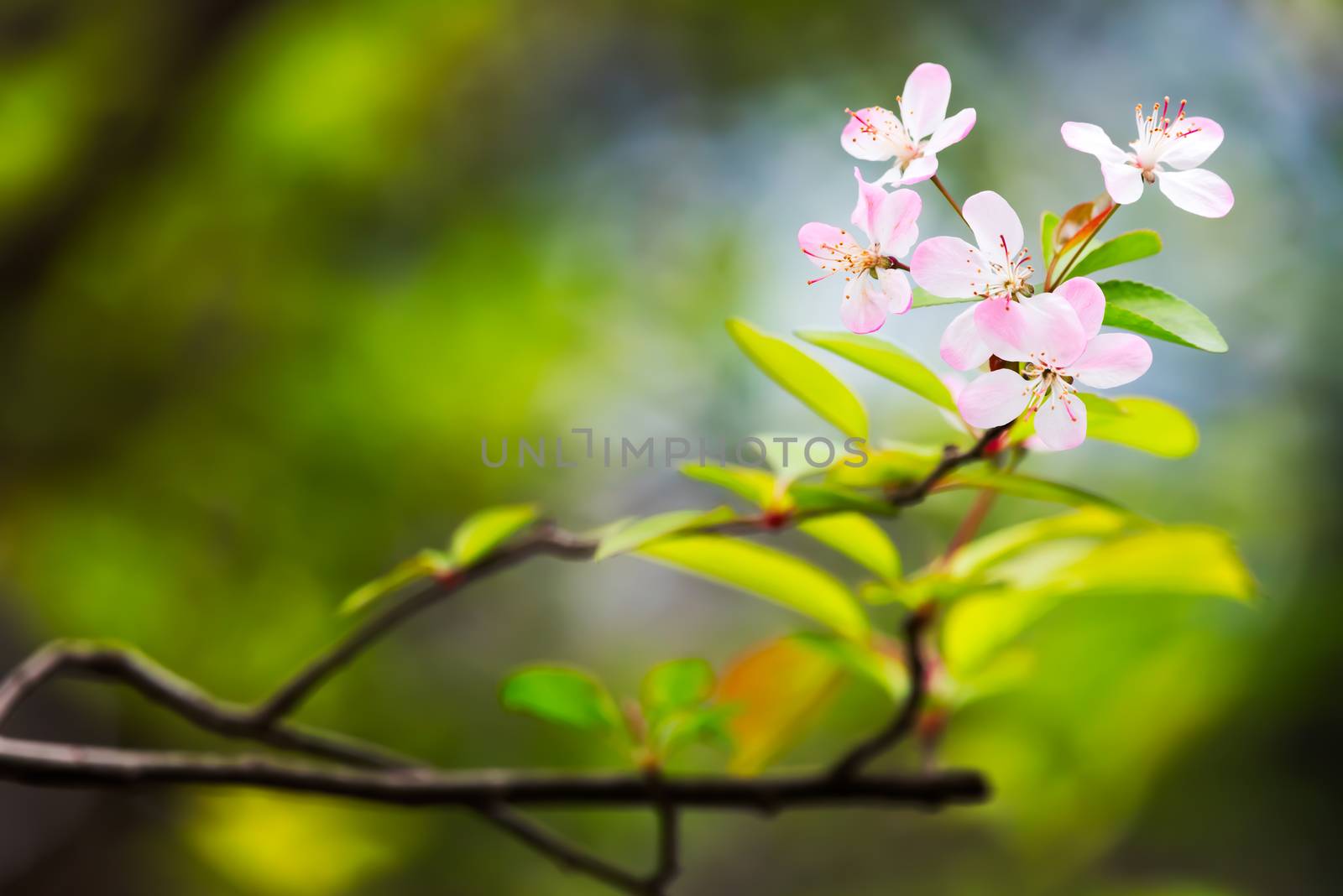 Pink malus spectabilis flower also know as chinese crabapple in springtime, Chengdu, China