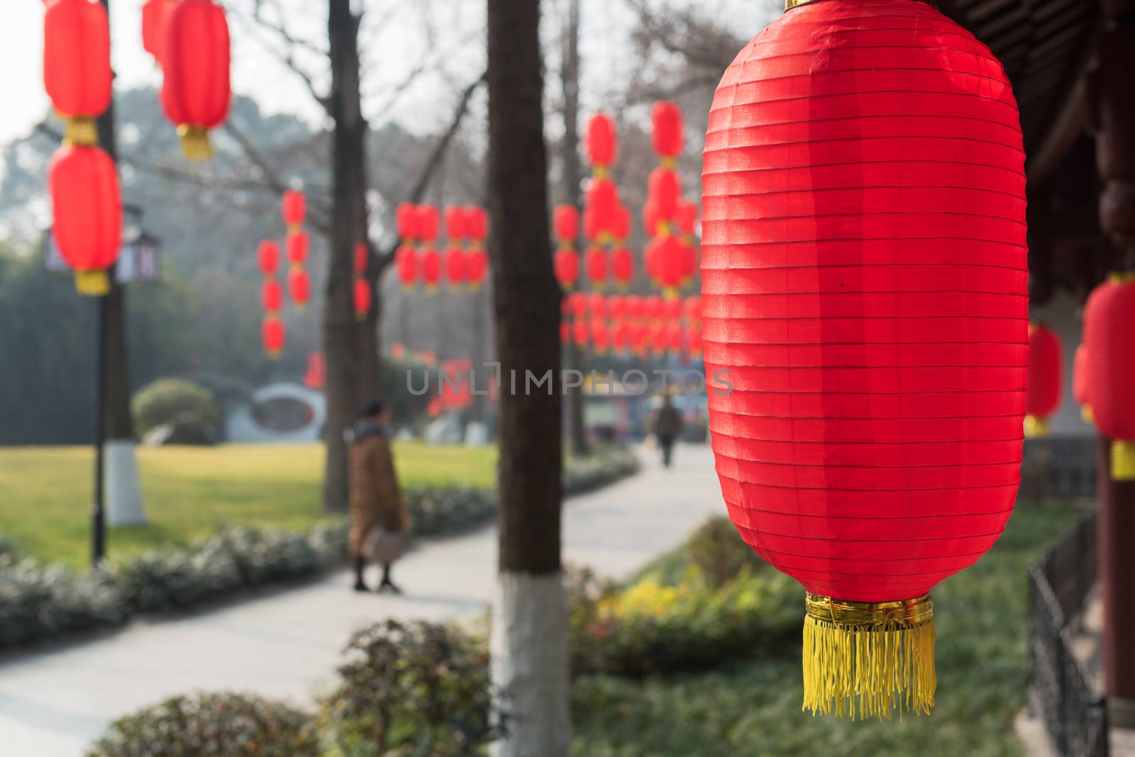 Red chinese lanterns hanging on trees in Baihuatan public park Chengdu China for the Chinese new year celebrations.