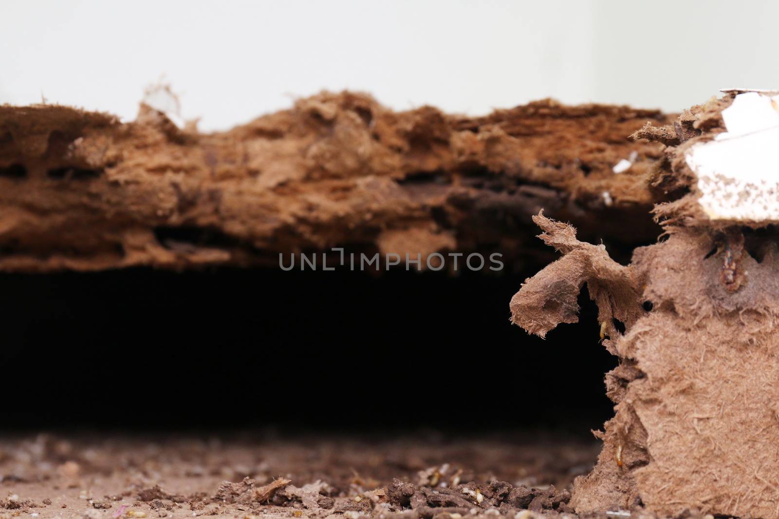 nest termite, background of nest termite, damaged wooden eaten by termite or white ant (selective focus)