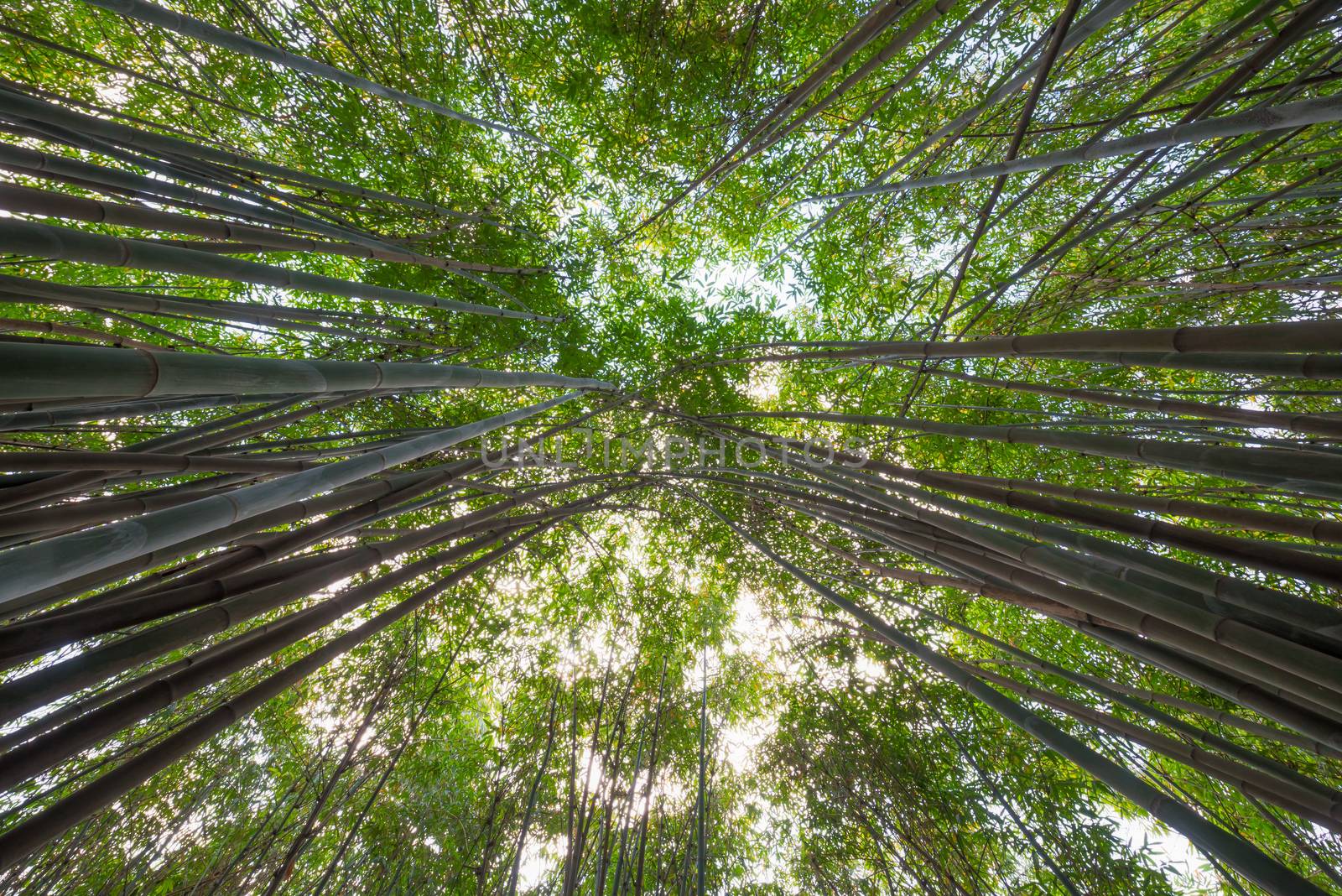 Bamboo forest vertical angle view in Chengdu, China