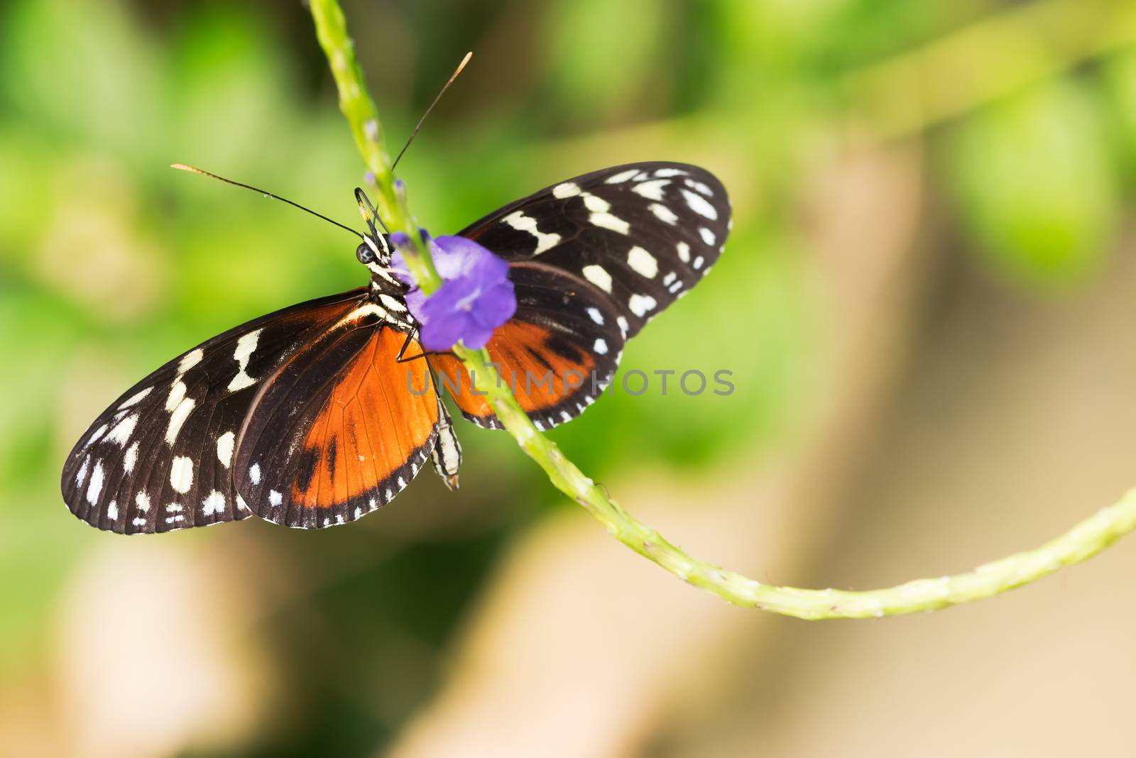 Butterfly taking pollen from a flower in springtime