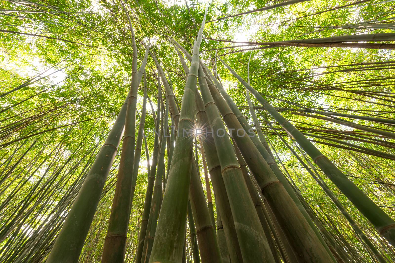 Bamboo forest with sun low angle view in China by LP2Studio