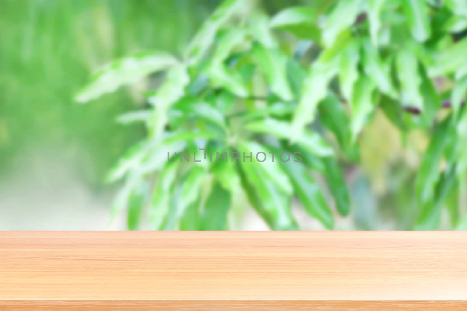 wood plank on blurred of mango leaves tree green fresh background, empty wood table floors on mango tree blur in garden plantation view, wood table board empty front mango leaves green blur background