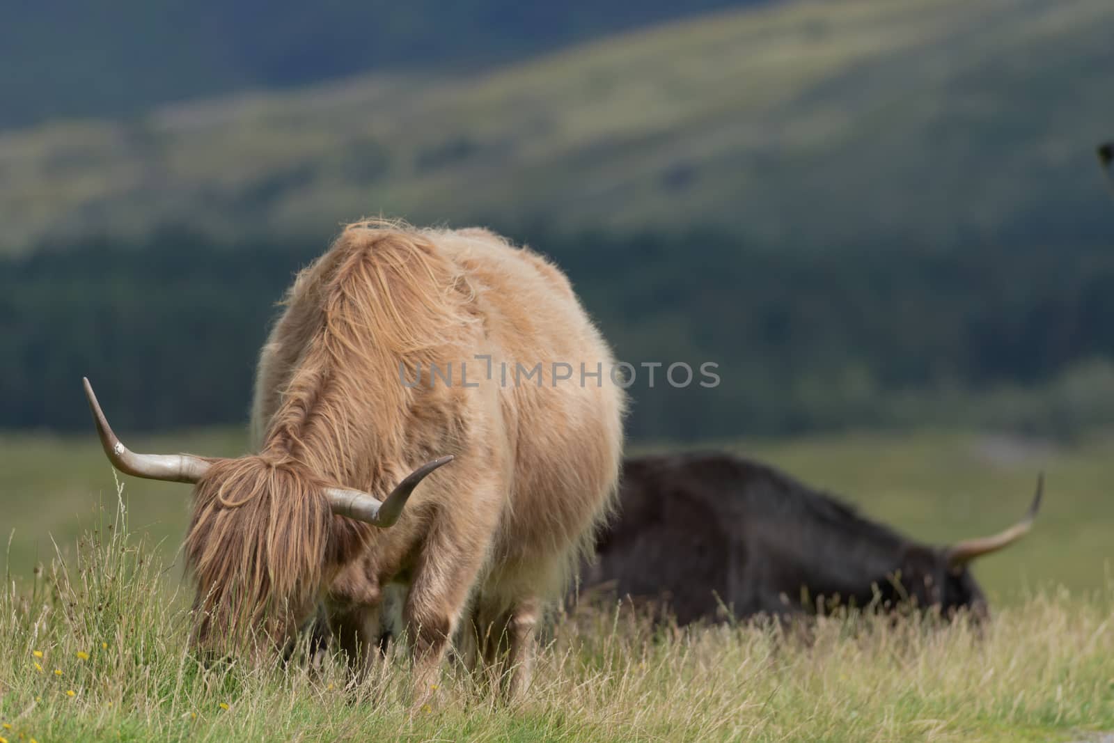 A tan highland bull grazes long natural meadow plants, with a second black bull in the background side on. Main bull points large horns at camera.