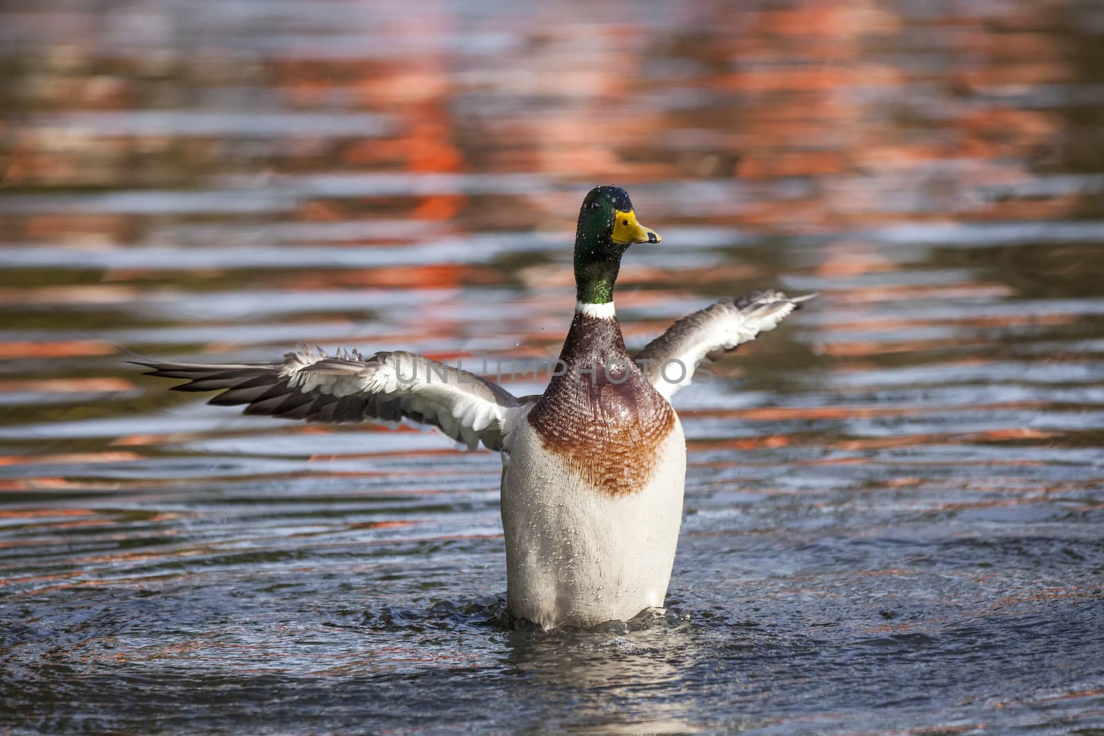 Male Mallard duck (Anus platyrhynchos) with it's wings outstretched