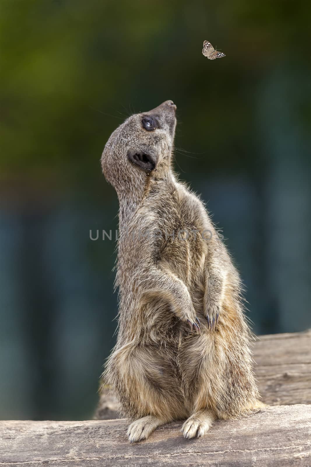 A meerkat sitting on a log distracted by a butterfly funny stock photo