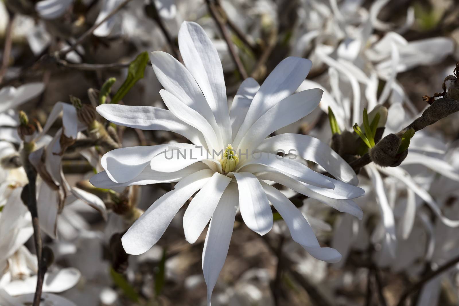 Magnolia Stellata a winter spring white flower shrub or small tree commonly known as star magnolia