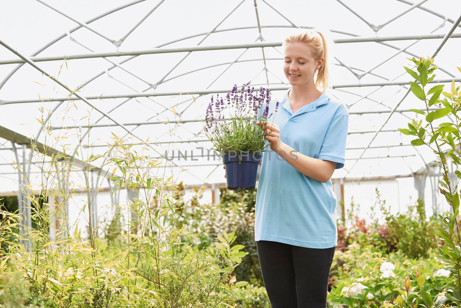 Female Employee At Garden Center Holding Lavender Plant In Green by HWS