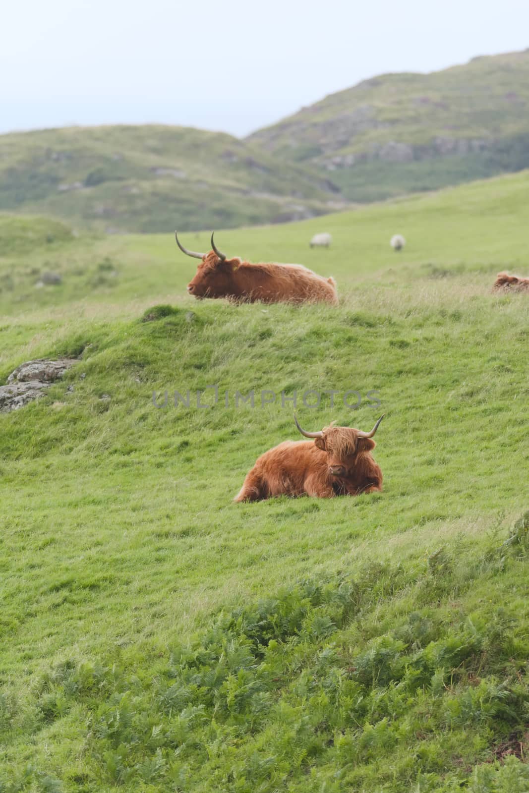 Portrait two male highland cattle bulls lye amongst windswept grass, one on a mound. two sheep graze in the background. Rural scottish scene.
