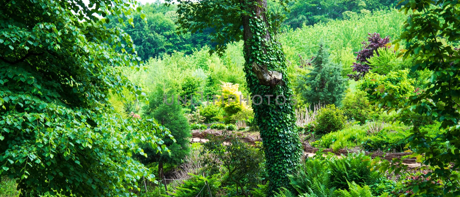 Ivy trees. Tree trunk bark cover by foliage. green vine growth on wood against green bushes land scape. Leaves climbing on tree trunk in woodland. rustic rural, peaceful scene. botanical wallpaper.