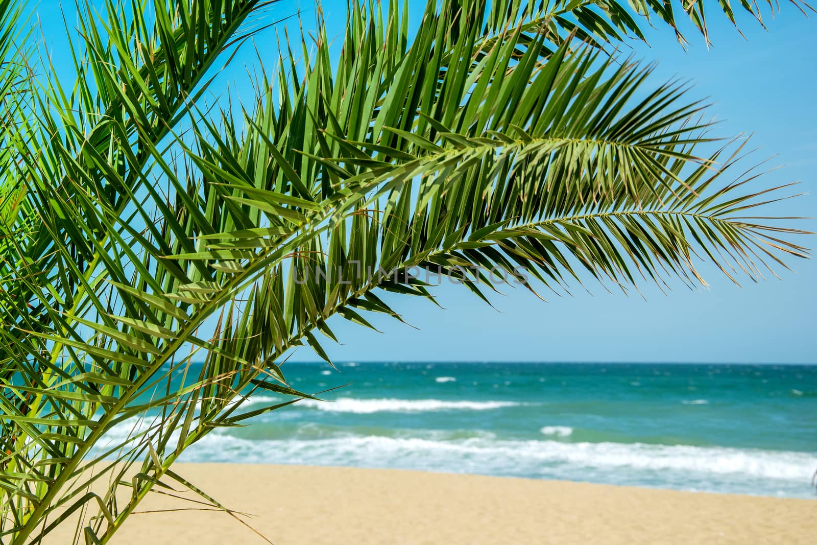 palm tree foliage against seascape in summertime. Palm leafage near waterfront of ocean. Tropical shoreline copy space photography. exotic seashore with palm leaf and tropic sand. tranquil scenery.
