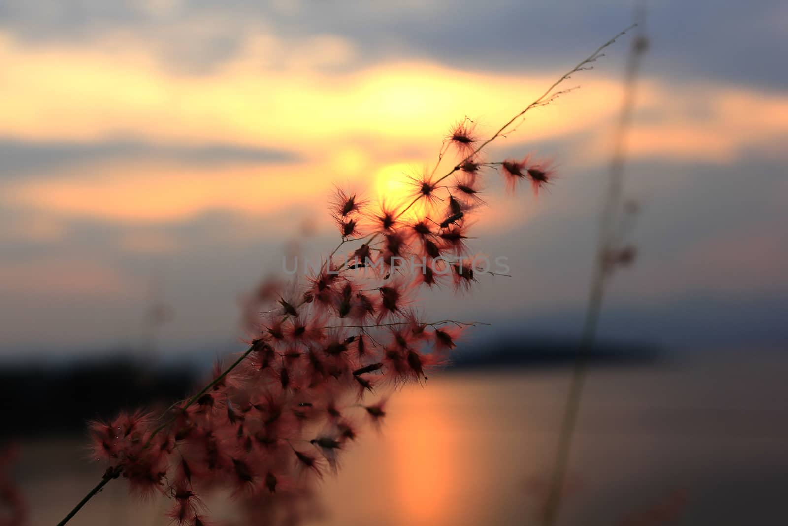 Pollen of hay and the atmosphere of the sunset on the lake