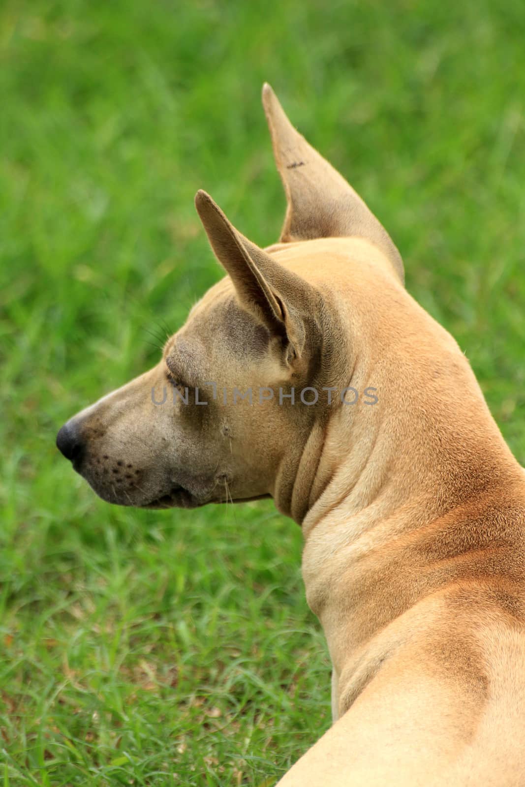 Brown dog turned to the left