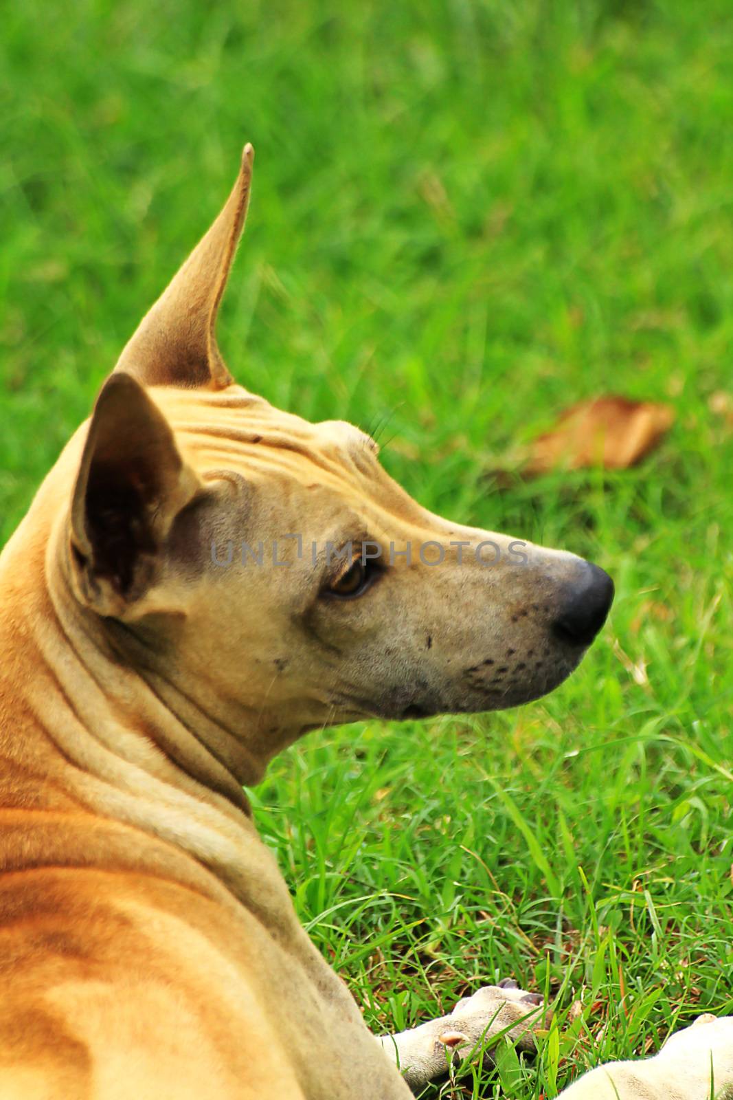 Brown dog lying on the lawn. Right turn dog.