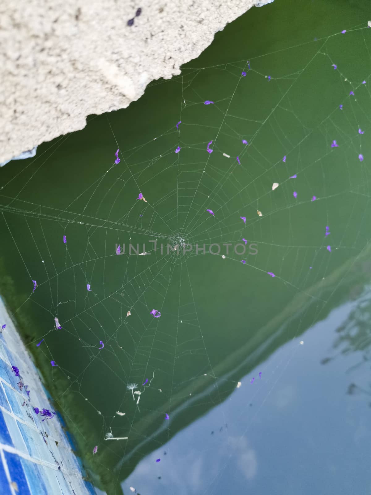 Spider Web with petals of purple flowers against green. beautifully woven, intricate, cobweb close up photo