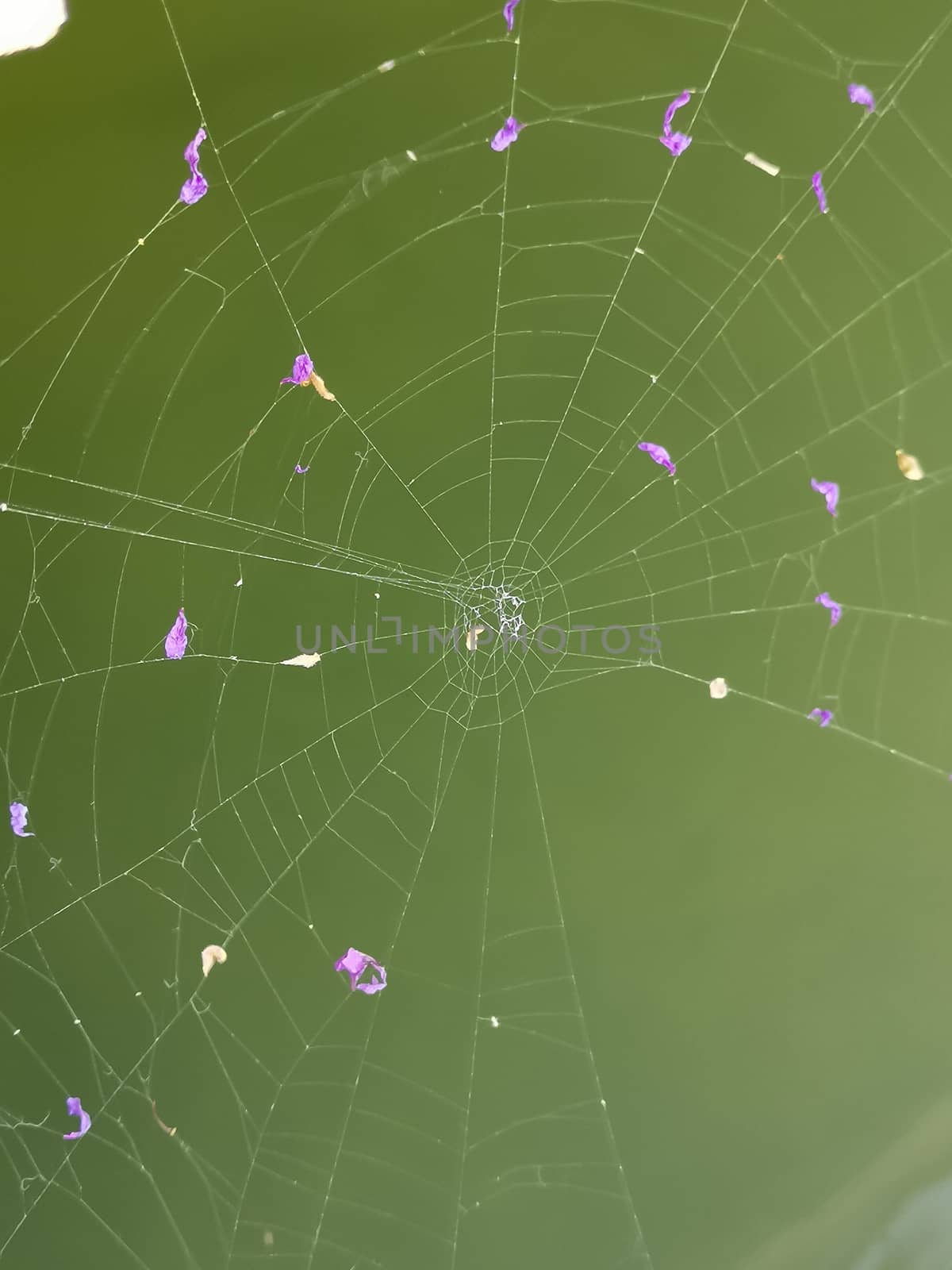 Spider Web with petals of purple flowers against green. beautifully woven, intricate, cobweb close up photo