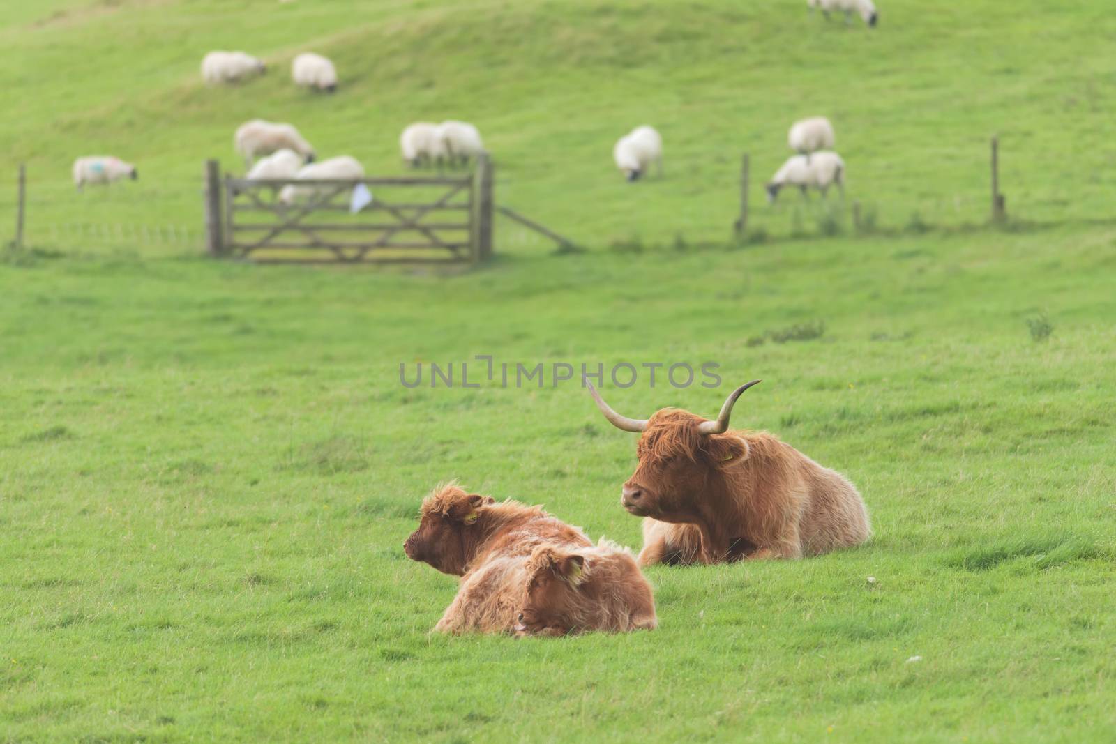 Mother, calf and father bull highland cattle all lye down on plain pastureland, within their fence, background of a dozen sheep grazing.