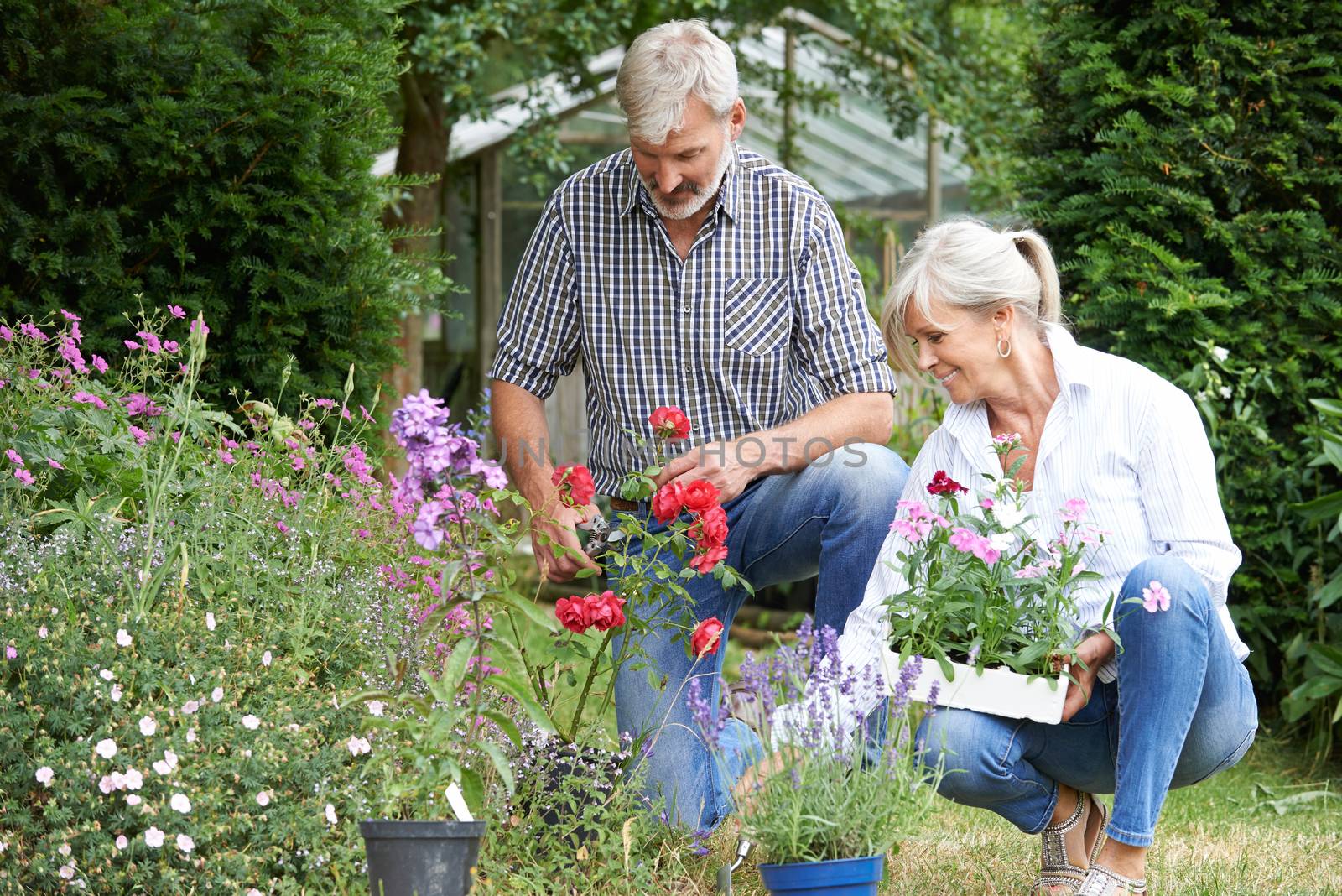 Mature Couple Planting Out Plants In Garden by HWS