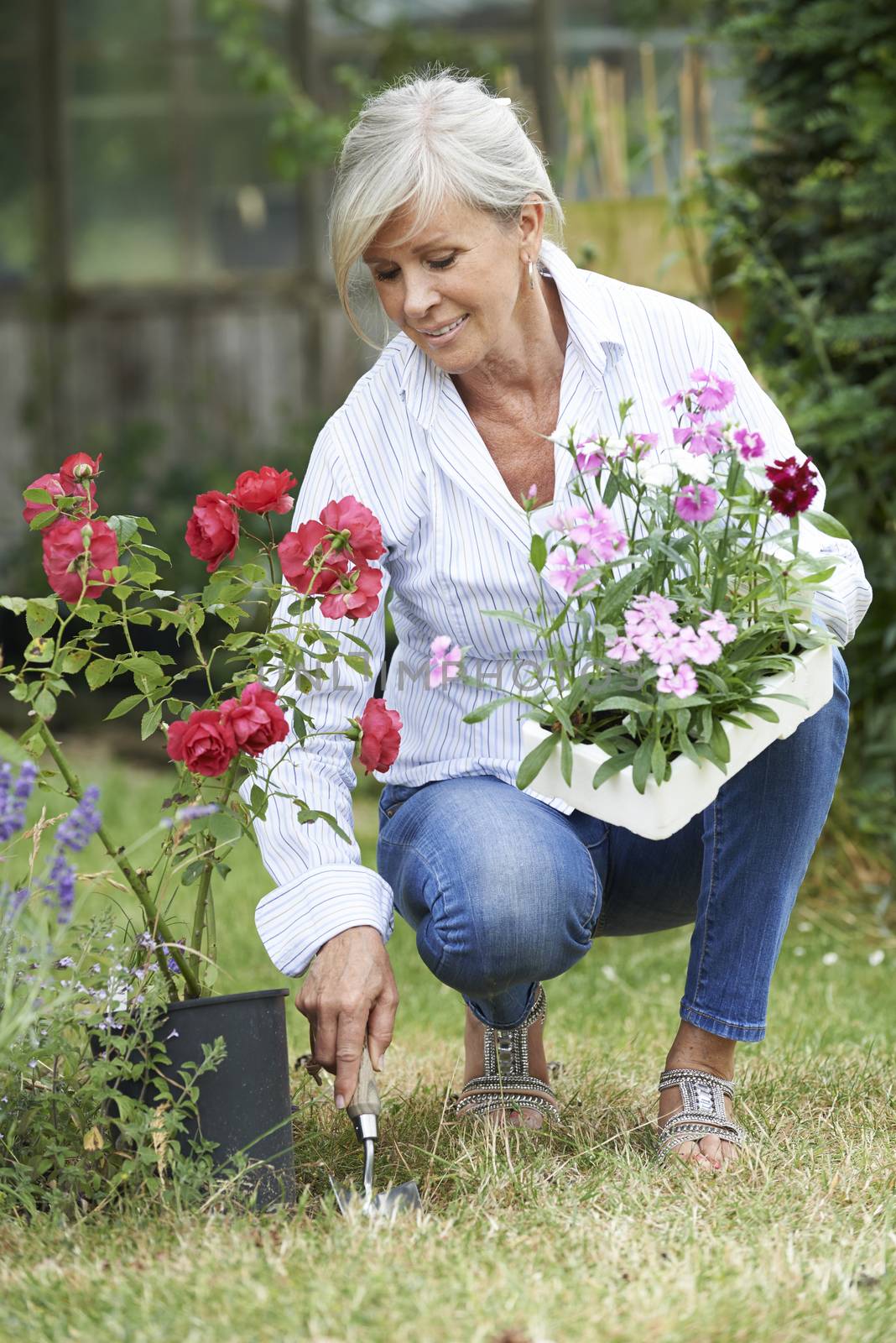 Mature Woman Planting Out Plants In Garden by HWS