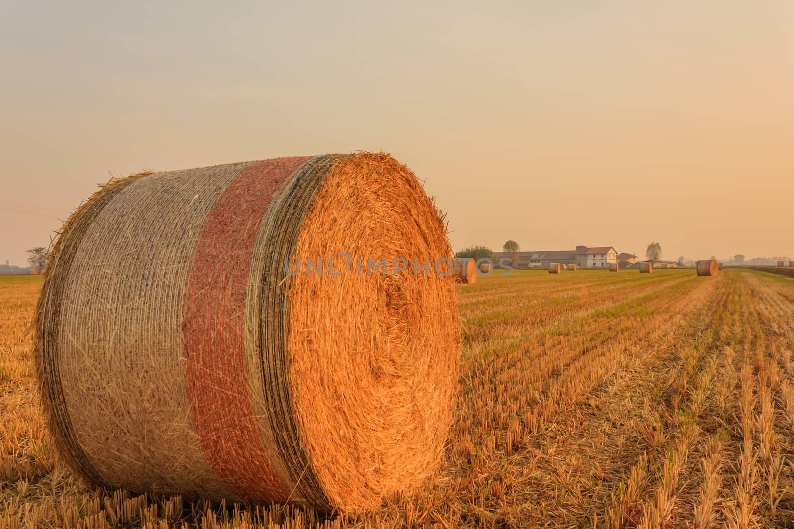 close-up of a hay cylindrical bale in a farmland by moorea