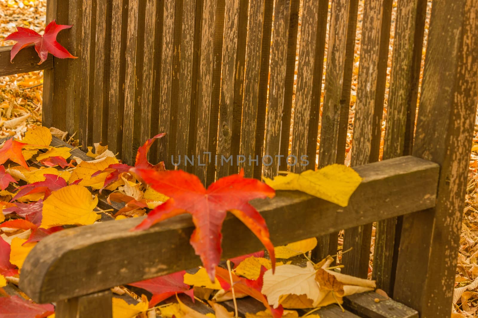 the seat of a bench covered with colored leaves fallen from the trees