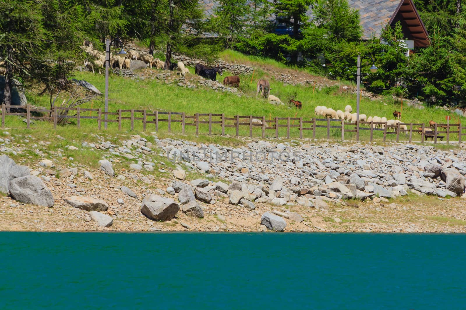 a green slope with a flock of  sheeps grazing along a mountain lake