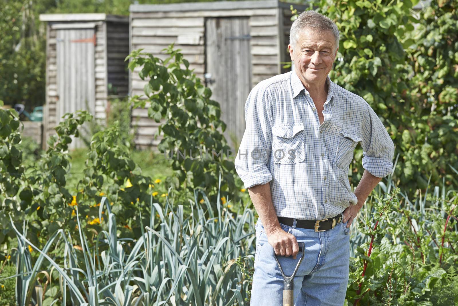 Portrait Of Man Gardening On Allotment