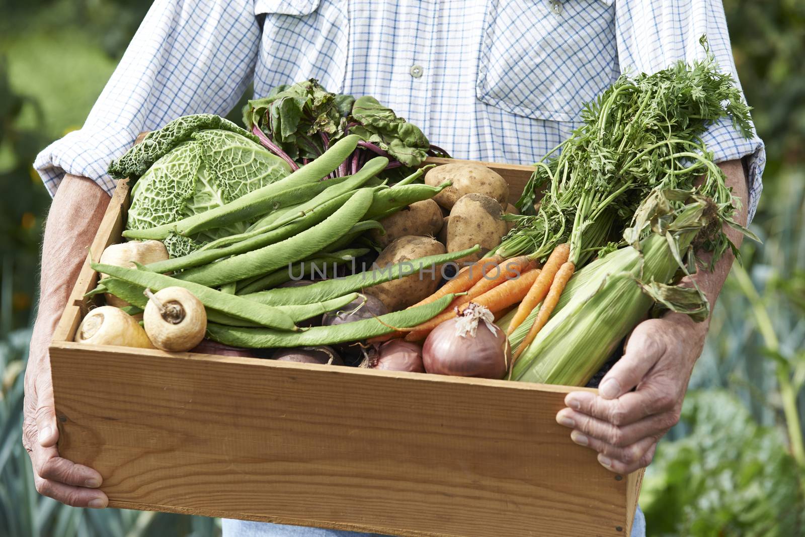 Close Up Of Man On Allotment With Box Of Home Grown Vegetables